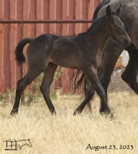 Wyo Mucha Blue's 2023 Roan Colt -UNDER CONTRACT   SALE PENDING